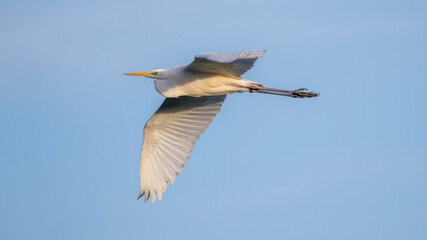 Obraz premium A great egret flying against the blue sky