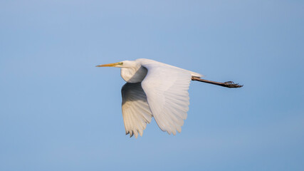A great egret flying against the blue sky