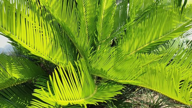 Close up of fresh green sago palm leaves cycas revoluta leaf texture background in tropical garden for summer landscape decoration and nature foliage pattern.