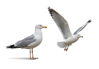 Obraz premium Two Seagulls, One Flying, One Standing, Isolated on White Background