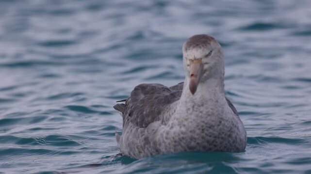 Southern giant petrel floating on cold blue water near South Georgia, calm seabird closeup with rippling ocean texture and moody subantarctic atmosphere.