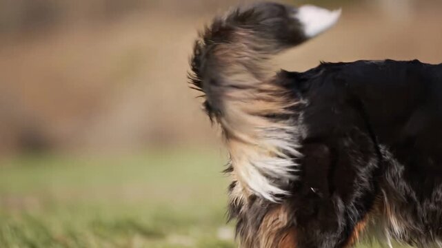 Energetic dog tail in motion: vibrant fur flow captured at high definition in slow motion