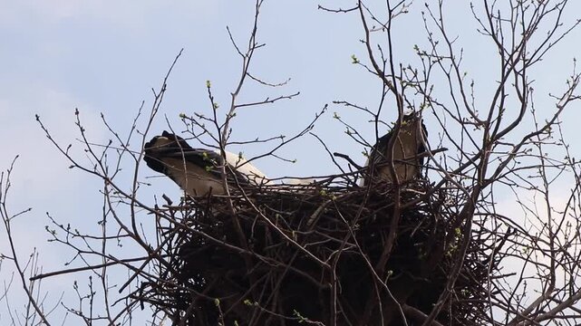White Stork (Ciconia ciconia) landing at its nest to join its mate and then performing a rhythmic bill-clattering greeting ritual.