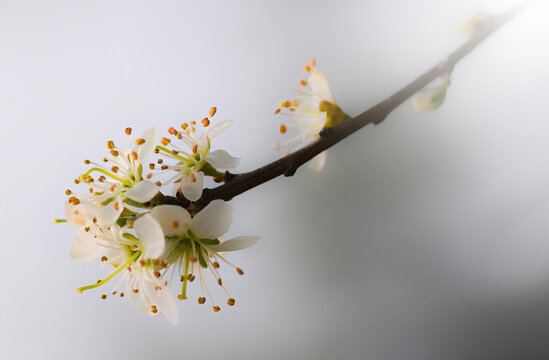 Schwarzdornbl&uuml;te
