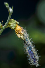 Fototapeta premium Butterfly pea pod showing fungal infection and decomposition