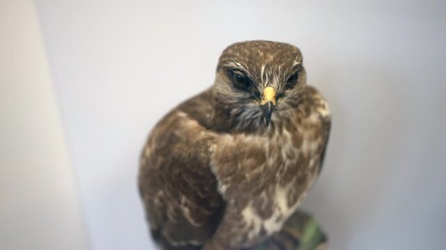 A hawk taxidermy specimen displayed on a mount, showing brown feathers and sharp hooked beak while isolated against a soft white background in a museum exhibit