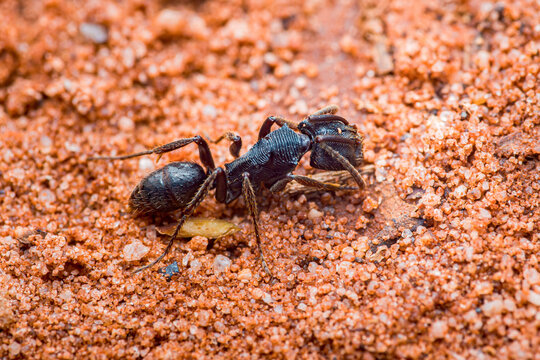 Black ant walking on red sand in thailand