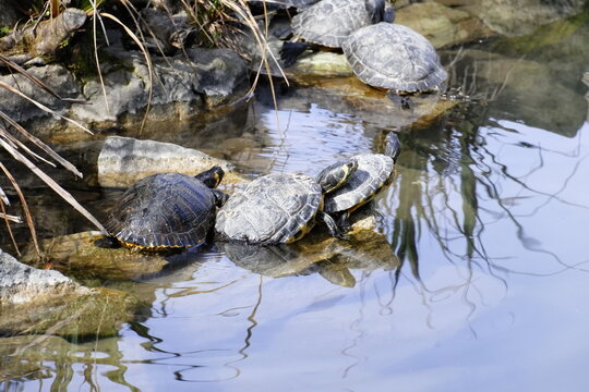 tartarughe in fila