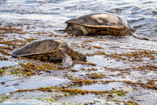 Green Sea Turtles (Chelonia mydas) Resting on Laniakea Beach, Hawaii
