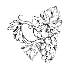 Fototapeta premium Botanical grapevine with detailed grape bunches, twisting tendrils and textured leaves. Isolated vector illustration hand drawn in ink. Wine menus, branding assets, gourmet packaging, editorial use.