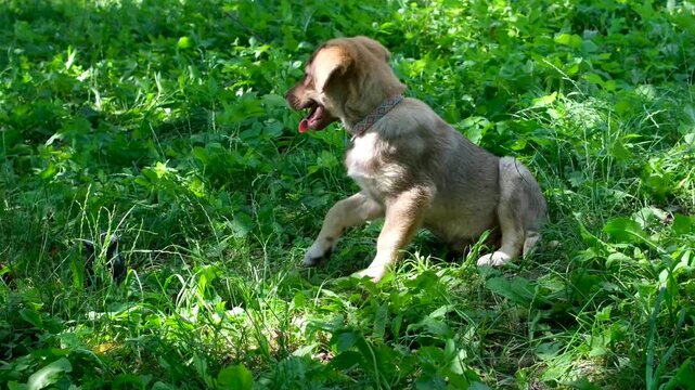 A small brown mongrel puppy sits on the grass, lay down, and runs around being looked at on a summer day in a village garden. High quality 4k footage