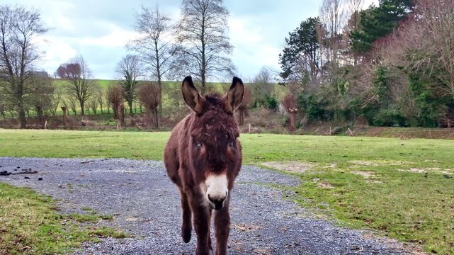 Domestic donkey walking toward camera across grassy pasture with rural countryside landscape and cloudy sky.