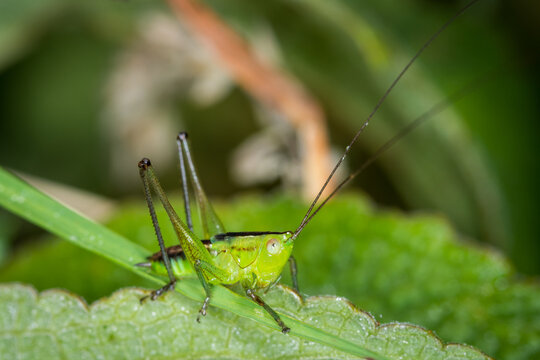 close up of a long-horned grasshopper, also known as field grasshopper, field katydid or conehead katydid (Conocephalus bilineatus). Native to New Zealand