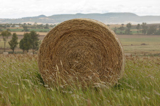 Close up of single round hay bale in a green paddock with long grasses and overcast sky