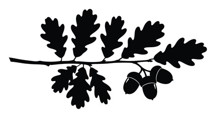 Oak branch with leaves and acorns presented as a silhouette © MDSAJIB