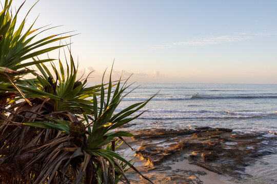 Pandanus Tree in foreground of flat rocks and ocean at sunrise