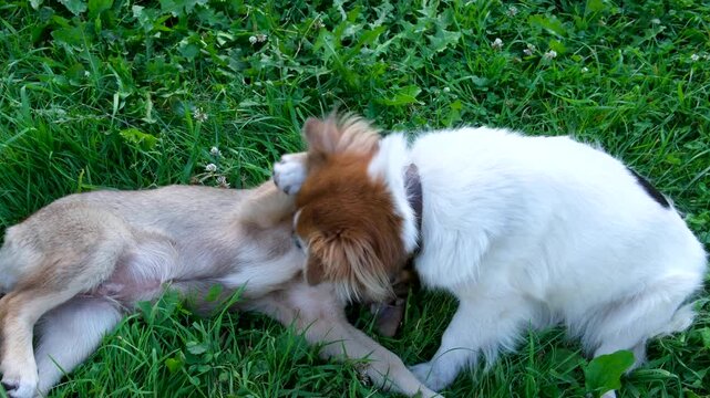 dog mother licks puppy picks out fleas and gently bites arms and tummy little puppy lies with paws up plays with mother dog is distracted, he touches with paws. High quality 4k footage
