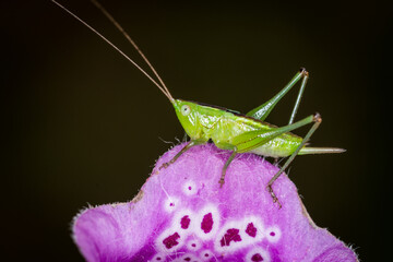 close up of a long-horned grasshopper, also known as field grasshopper, field katydid or conehead katydid (Conocephalus bilineatus), Native to New Zealand, on a foxglove flower. © Nathan McClunie