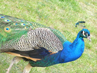 Obraz premium Vibrant Peacock Displaying Colorful Plumage at Warsaw Zoo
