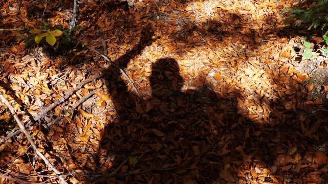 Person shadow on autumn leaves with dappled sunlight