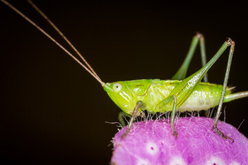 close up of a long-horned grasshopper, also known as field grasshopper, field katydid or conehead katydid (Conocephalus bilineatus), Native to New Zealand, on a foxglove flower. © Nathan McClunie