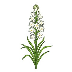 Fototapeta premium Tuberose Flower Clipart – Fragrant White Floral Illustration, Elegant Botanical Design
