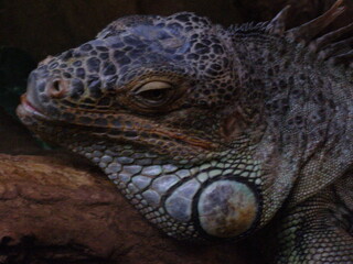 Fototapeta premium Close-Up of Iguana with Textured Skin at Warsaw Zoo
