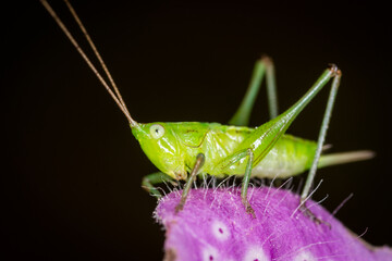 close up of a long-horned grasshopper, also known as field grasshopper, field katydid or conehead katydid (Conocephalus bilineatus), Native to New Zealand, on a foxglove flower. © Nathan McClunie