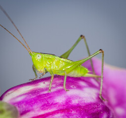 close up of a long-horned grasshopper, also known as field grasshopper, field katydid or conehead katydid (Conocephalus bilineatus), Native to New Zealand, on a foxglove flower. © Nathan McClunie