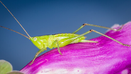close up of a long-horned grasshopper, also known as field grasshopper, field katydid or conehead katydid (Conocephalus bilineatus), Native to New Zealand, on a foxglove flower. © Nathan McClunie