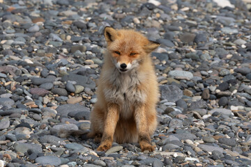 Obraz premium Renard roux