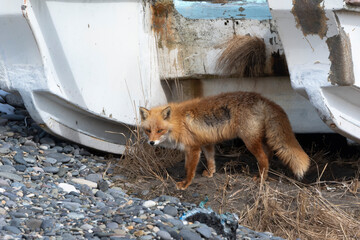 Obraz premium Renard roux