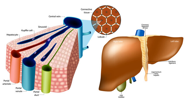 Detailed medical illustration of human liver anatomy showing hepatic lobule structure, hepatocytes, sinusoids, portal triad, bile duct, central vein, and external liver anatomy with lobes, ligaments, 