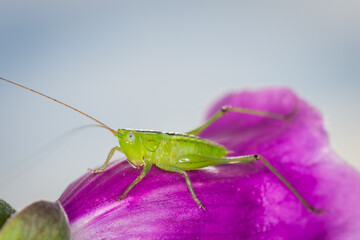 close up of a long-horned grasshopper, also known as field grasshopper, field katydid or conehead katydid (Conocephalus bilineatus), Native to New Zealand, on a foxglove flower. © Nathan McClunie