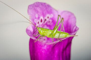 close up of a long-horned grasshopper, also known as field grasshopper, field katydid or conehead katydid (Conocephalus bilineatus), Native to New Zealand, on a foxglove flower. © Nathan McClunie