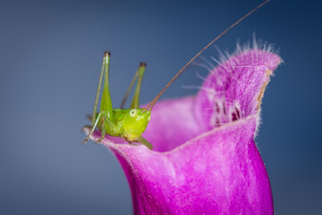 close up of a long-horned grasshopper, also known as field grasshopper, field katydid or conehead katydid (Conocephalus bilineatus), Native to New Zealand, on a foxglove flower. © Nathan McClunie