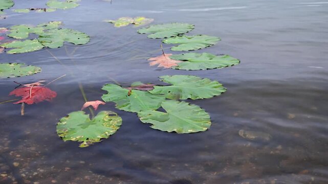 Large green floating leaves of water lilies (family Nymphaeaceae) drifting on the water surface in autumn in a bay of the Raritan River, New Jersey, USA