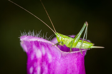 close up of a long-horned grasshopper, also known as field grasshopper, field katydid or conehead katydid (Conocephalus bilineatus), Native to New Zealand, on a foxglove flower. © Nathan McClunie