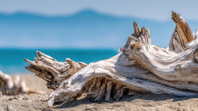 Sun-bleached driftwood with intricate textures resting on a sandy beach with ocean and sky in the background