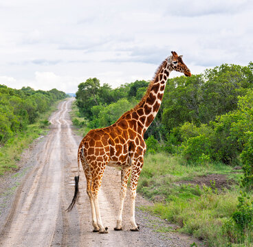 A reticulated giraffe crossing the road in Ol Pejeta Conservancy, Kenya. 
