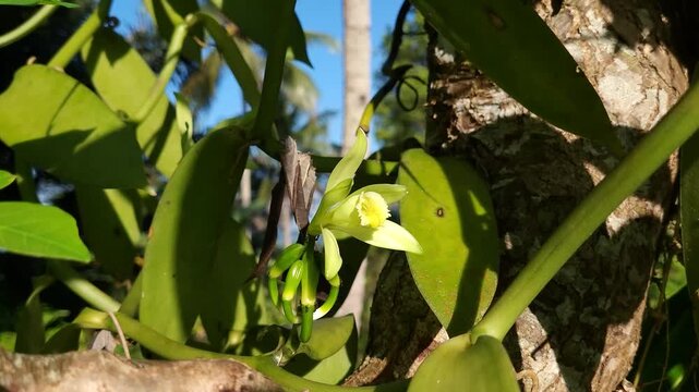 vanilla flowers that bloom in the morning