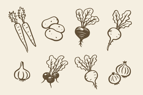 Root vegetable elements set outline sketch vector illustration