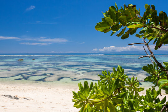 tropical beach with palm trees