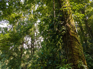 Fototapeta premium Trees Covered with Moss and Vines in Tropical Jungle