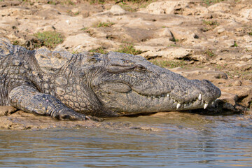 Fototapeta premium A close-up of a Marsh Crocodile on the banks of the Chambal River, India.