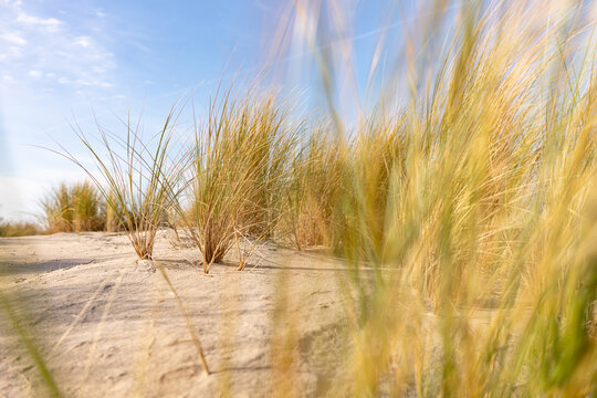sand dunes and grass