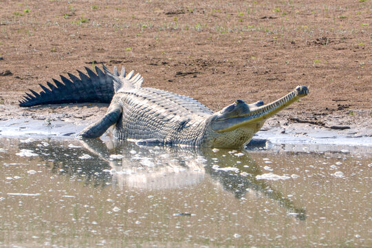 A resting, but alert, Gharial on the banks of the Chambal River in india.