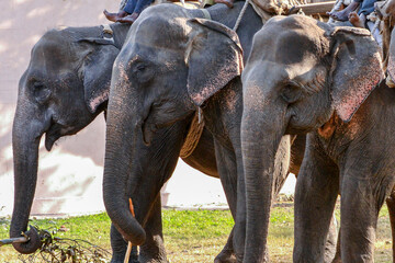 Fototapeta premium Asian Elephants carrying their mahouts in Jim Corbett National Park in northern India.