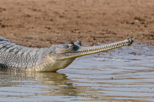 Close-up of a Gharial, showing its long, thin snout, along the banks of the Chambal River.