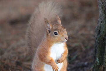 Obraz premium Red squirrel in a woodland